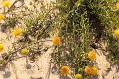 Leucospermum prostratum