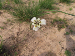 Moraea cantharophila