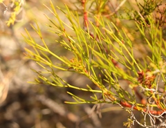 Serruria rubricaulis