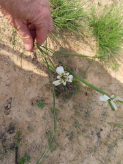 Moraea cantharophila