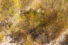 Serruria rubricaulis