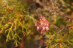 Serruria rubricaulis