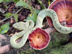 Craspedocephalus gramineus