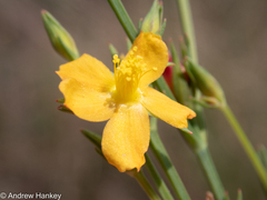 Hypericum lalandii