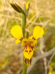 Diuris aurea