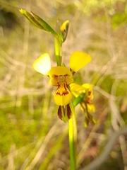 Diuris aurea