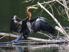 Anhinga rufa rufa