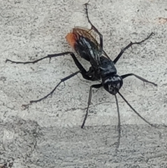 Tachypompilus analis