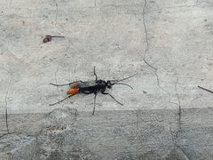 Tachypompilus analis