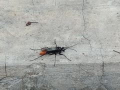 Tachypompilus analis