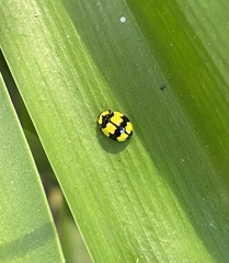 Illeis galbula
