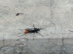 Tachypompilus analis