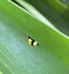 Illeis galbula