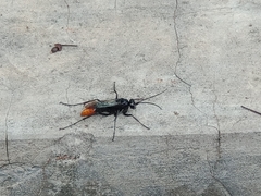 Tachypompilus analis