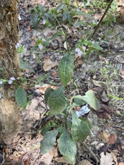 Elephantopus carolinianus