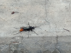 Tachypompilus analis