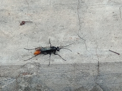 Tachypompilus analis