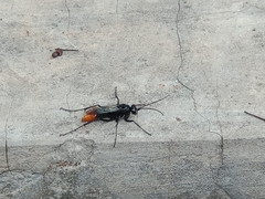 Tachypompilus analis