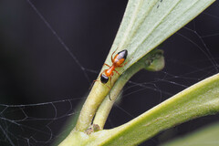 Opisthopsis rufithorax