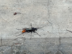 Tachypompilus analis