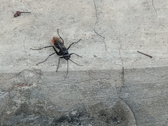 Tachypompilus analis