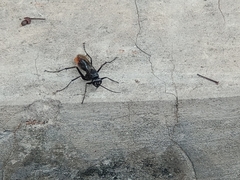 Tachypompilus analis