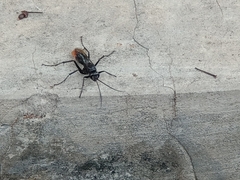 Tachypompilus analis