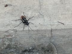 Tachypompilus analis