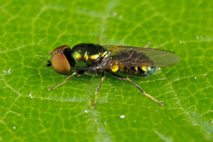 Microchrysa polita