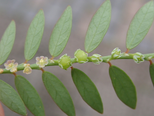 Phyllanthus debilis