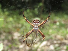 Argiope argentata