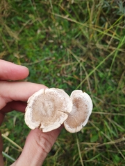 Clitocybe dealbata