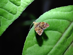 Choreutis