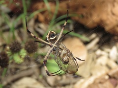 Argiope argentata