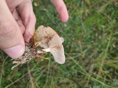 Clitocybe dealbata