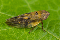 Omalophora pectoralis