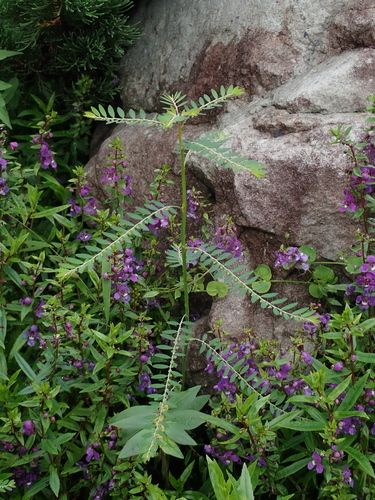 Phyllanthus debilis