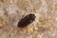Hydroporus