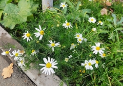 Tripleurospermum inodorum