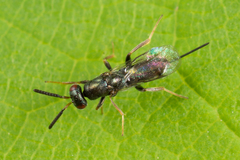 Monodontomerus
