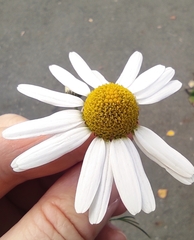 Tripleurospermum inodorum