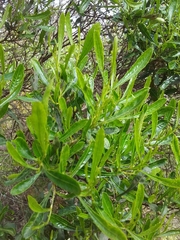 Dodonaea viscosa spatulata