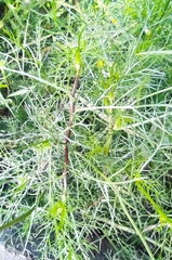 Tripleurospermum inodorum