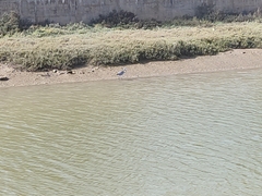 Ardea cinerea