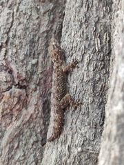 Hemidactylus brookii