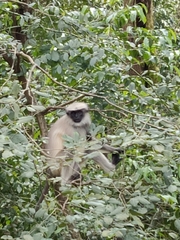 Semnopithecus entellus