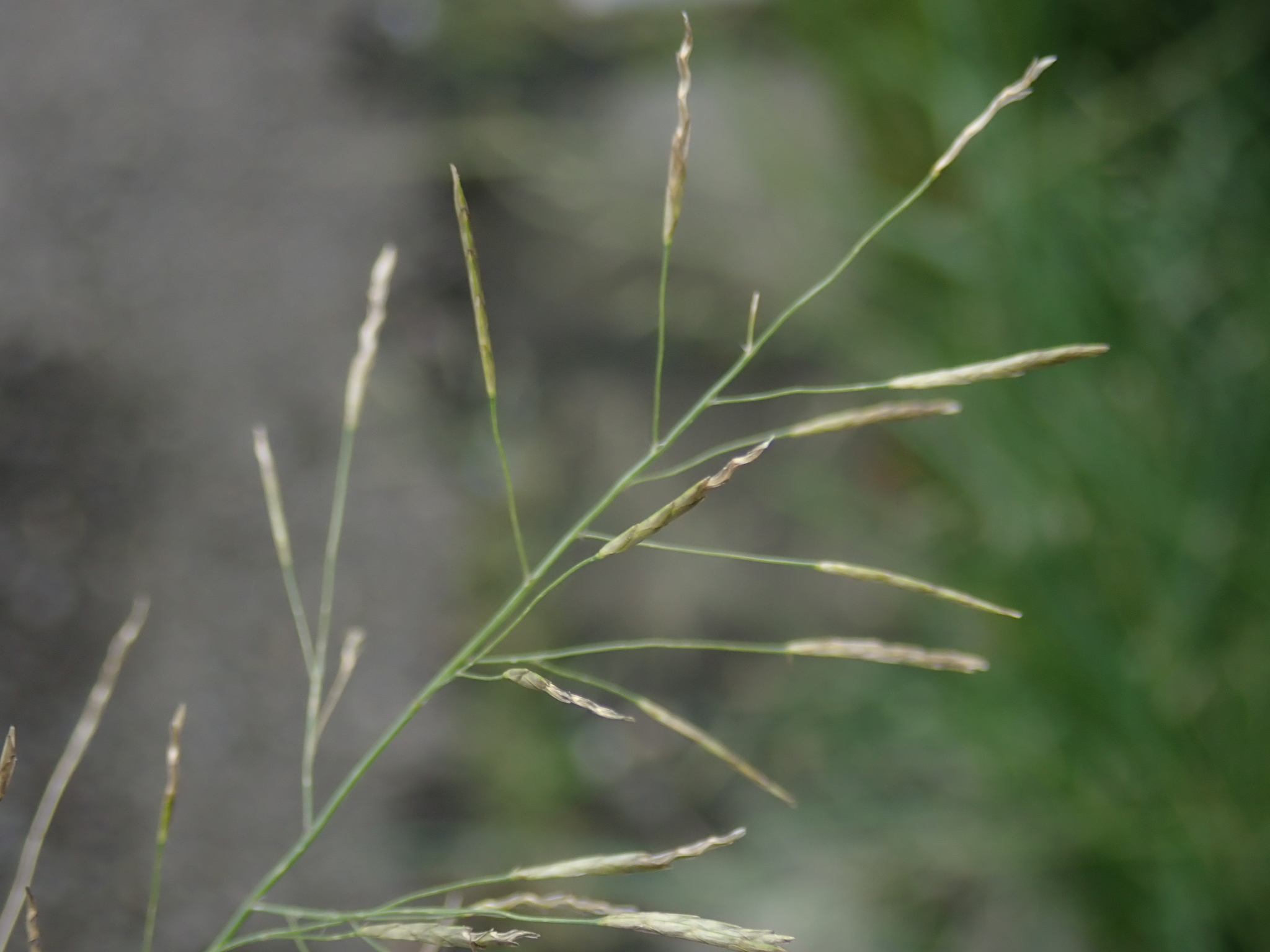 Eragrostis tenuifolia