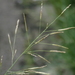 Elastic Grass - Photo (c) Kuan-Chieh (Chuck) Hung, some rights reserved (CC BY-NC-SA), uploaded by Kuan-Chieh (Chuck) Hung