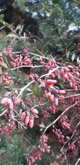 Berberis vulgaris