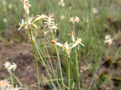Tulbaghia leucantha